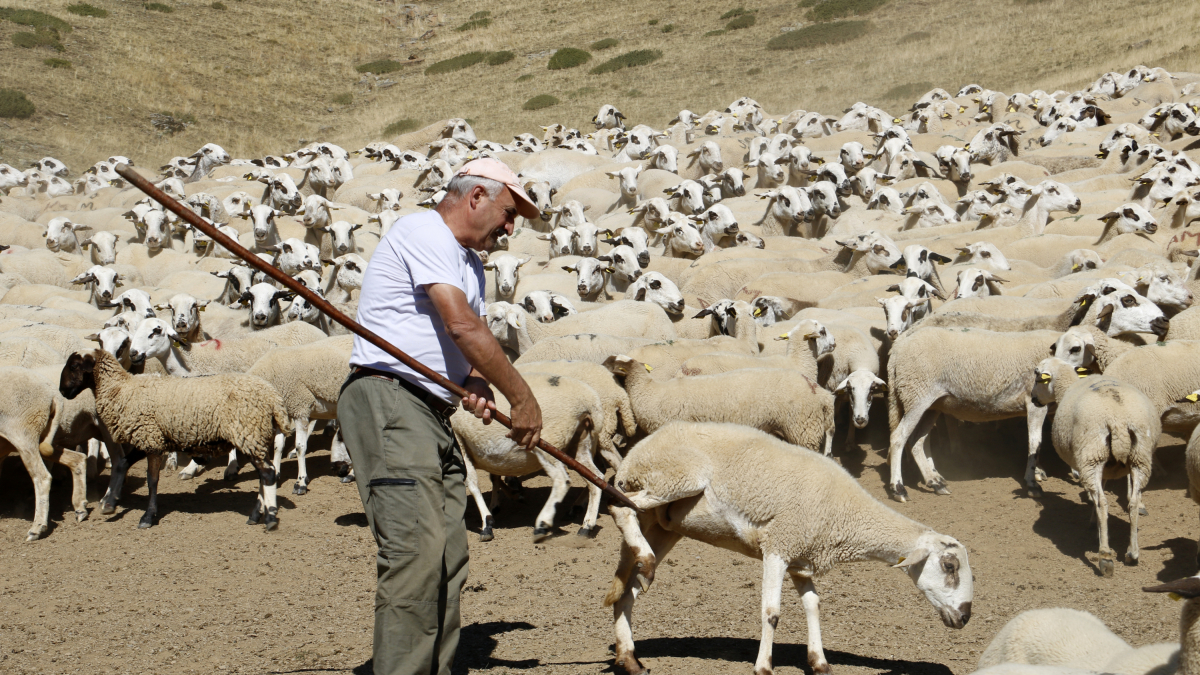 Els ramaders trien els seus animals amb l'ajuda del triador i les pletes