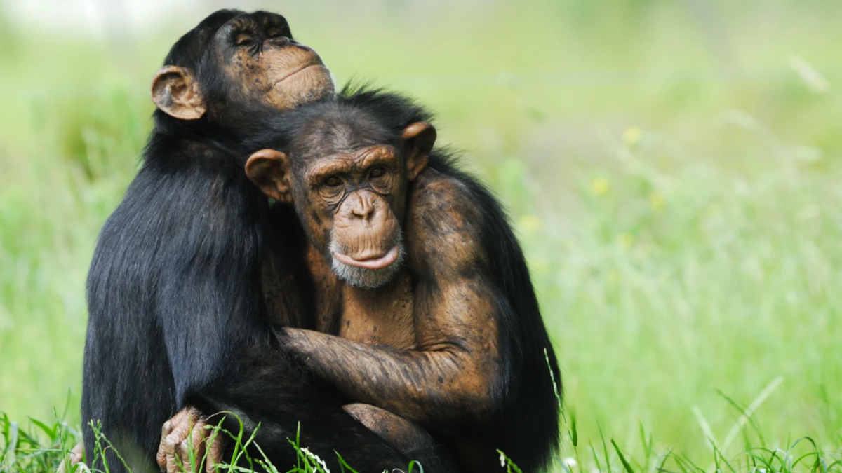 Chimpances macho.