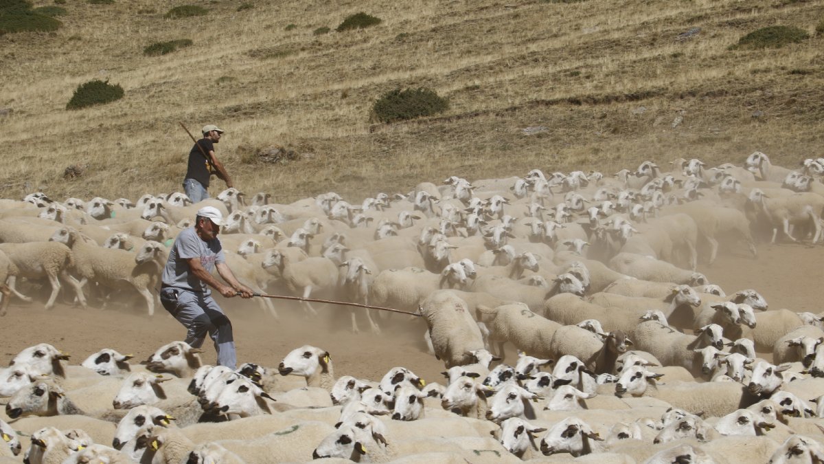 Ganaderos atrapan ovejas con ganchos en la montaña de Seurí. - ACN