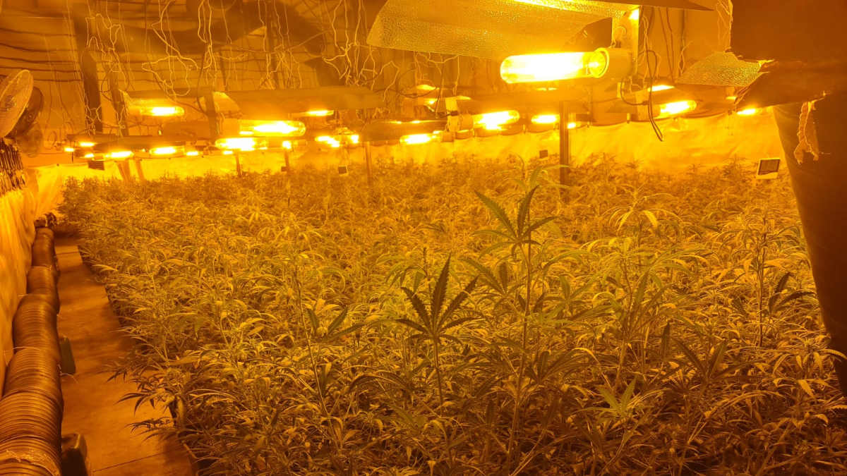 Interior de la plantación. Policia Nacional