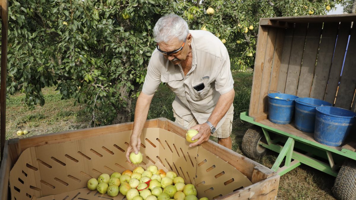 Comprobación de calibres de las primeras peras Flor de Invierno cosechadas en esta finca de la Horta. - AMADO FORROLLA