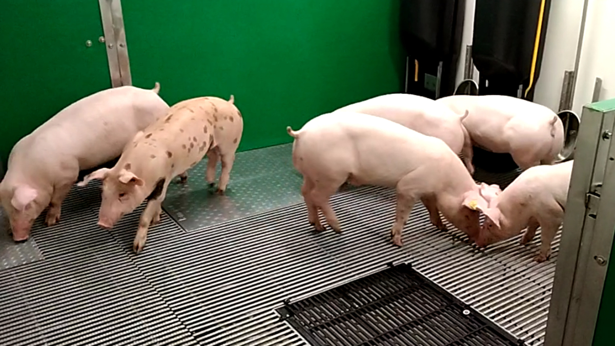 Alguns dels porcs ‘creats’ a Múrcia, que ara són a les instal·lacions del Creba. - CREBA