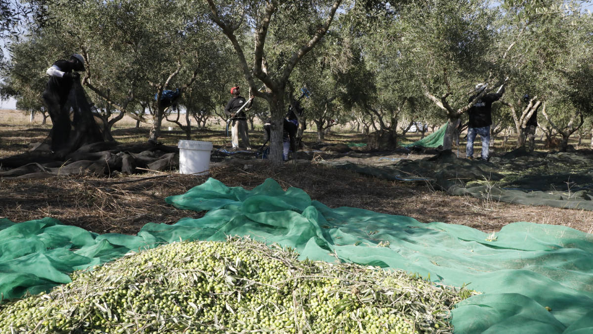 Inici de la campanya de recollida d’olives en una finca de Castelló de Farfanya. - AMADO FORROLLA