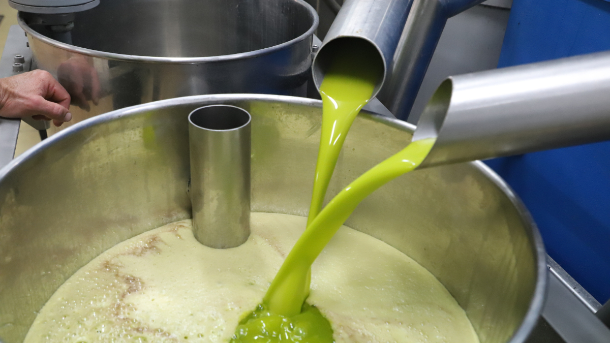Imagen del primer aceite virgen extra producido esta campaña en una cooperativa de Lleida. - GAUDEA