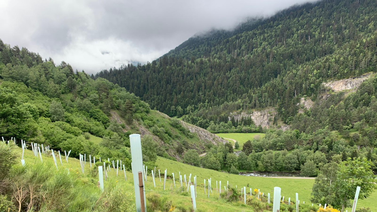 Uno de los bosquecillos de manzanos y cerezos plantados en el Pirineo leridano