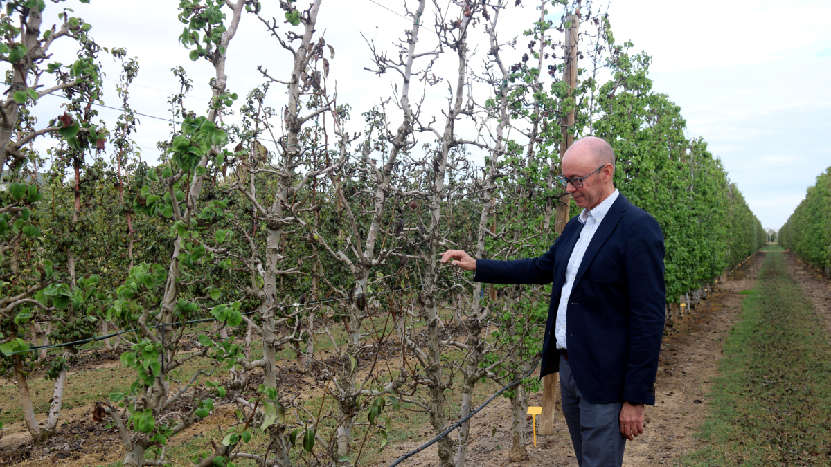 El cap del programa Fructicultura de l'IRTA, el doctor Luis Asín, mostra un arbre pràcticament mort que no s'ha regat en 4 mesos a l'IRTA de Mollerussa.