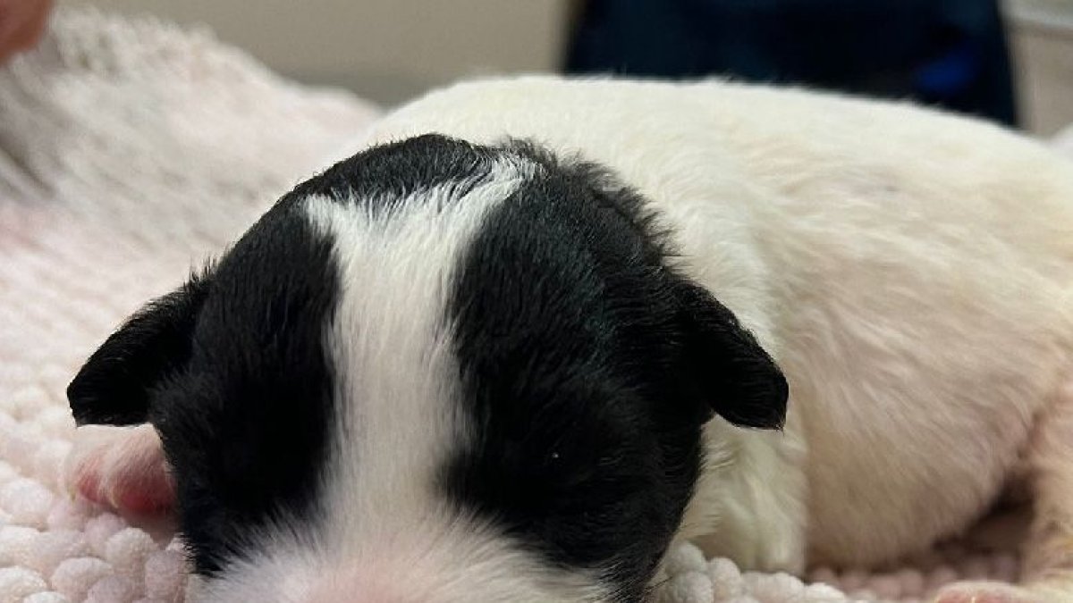 Un dels cadells abandonats