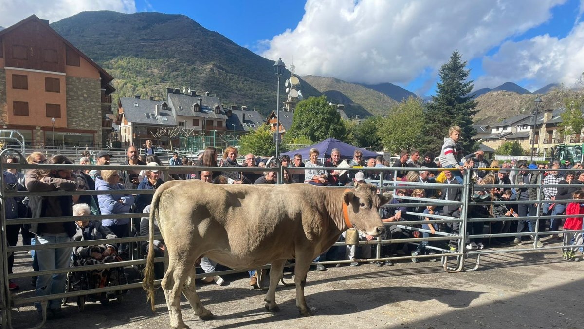 Un dels exemplars que ahir es van subhastar a Esterri. - AJUNTAMENT D’ESTERRI D’ÀNEU