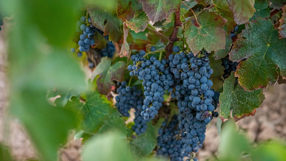 Raïm de la varietat Gonfaus, produïda per Familia Torres. EUROPA PRESS