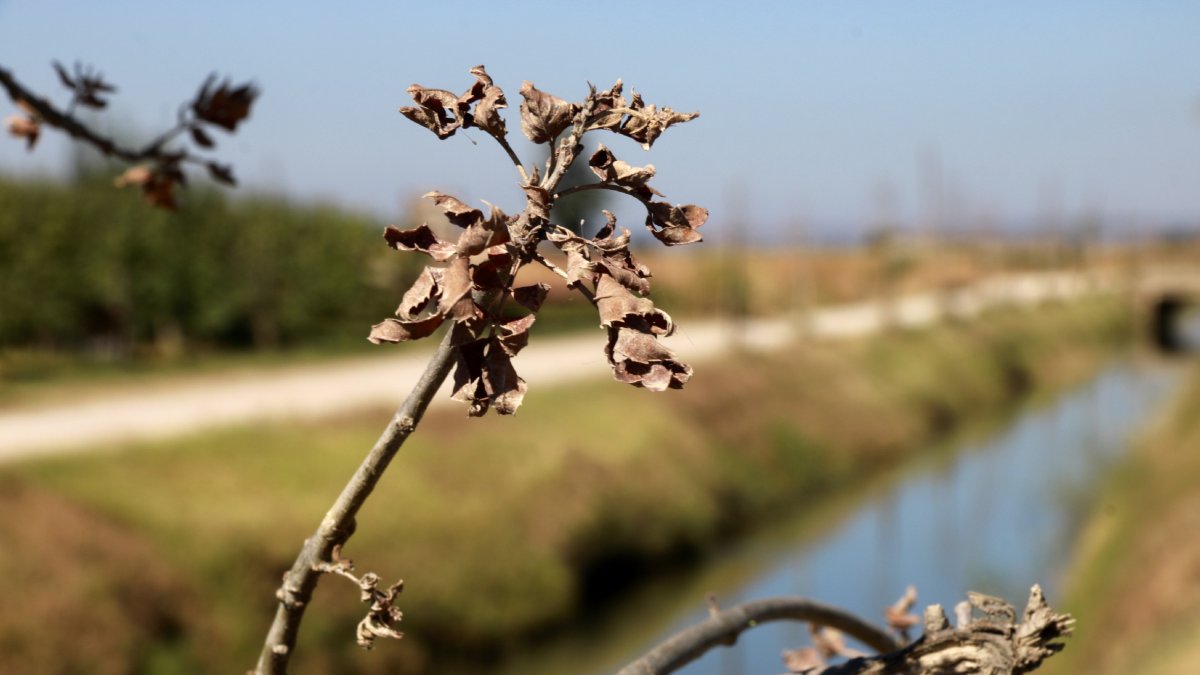 Hojas secas de un árbol. - SEGRE
