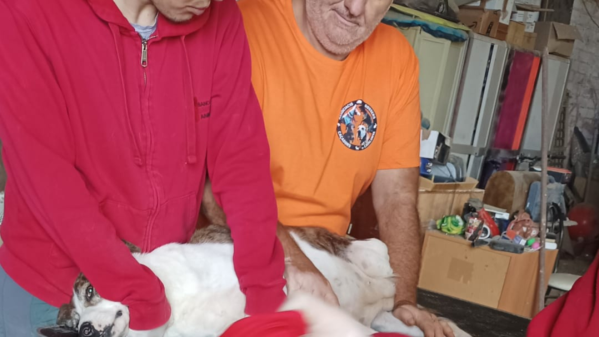 Un dels gossos que van donar sang ahir a Abella de la Conca. - AFILIATS A L’ASSOCIACIÓ DE GOSSERS