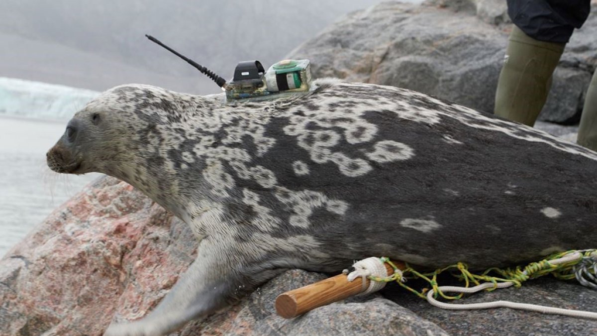 El estudio científico utilizó telemetría, datos de reconocimientos aéreos y análisis genómicos para documentar la existencia de la singular foca anillada de Kangia.