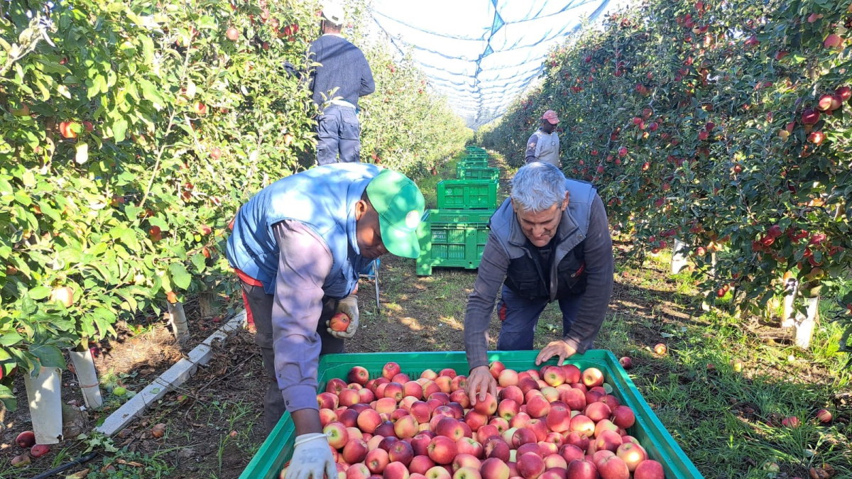 Collita de poma de la varietat story en una finca de Benavent. - ASAJA LLEIDA