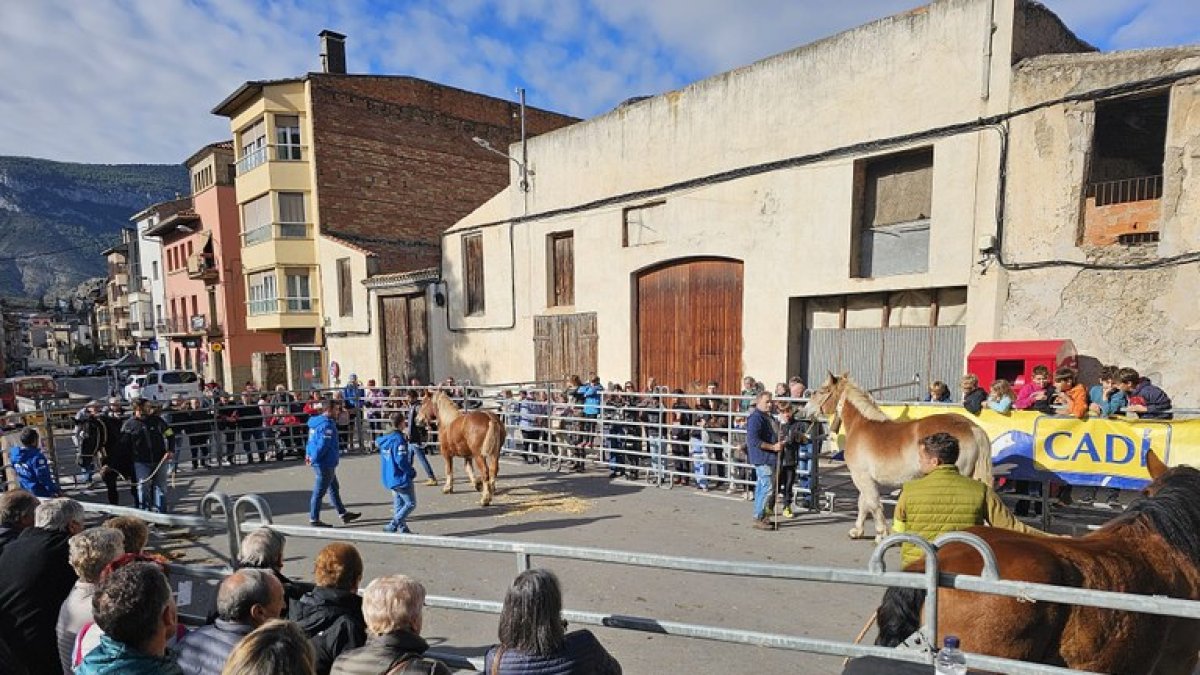 En total participaron 20 caballos de siete explotaciones. - A. O