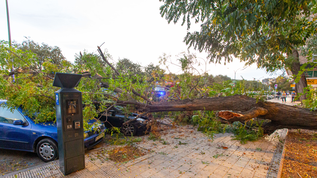 Una grua retirant l’arbre a última hora de la tarda d’ahir.