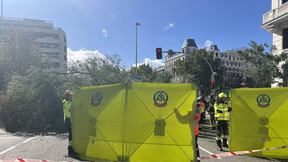 Un arbre mata una jove en caure-li a sobre en un carrer de Chamberí