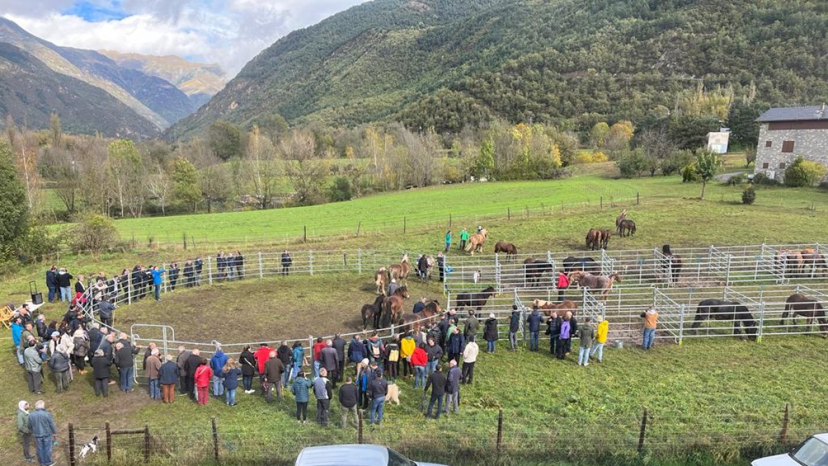 Vilaller celebra su feria ganadera con dieciocho explotaciones - SERGI SURANELL