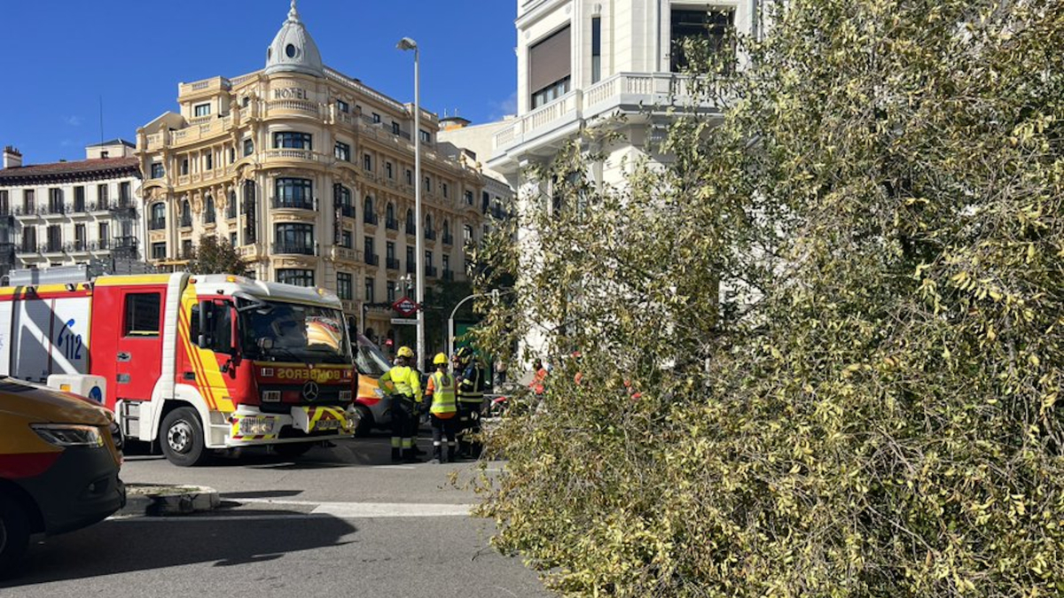 L'arbre caigut al carrer Almagro de Madrid.