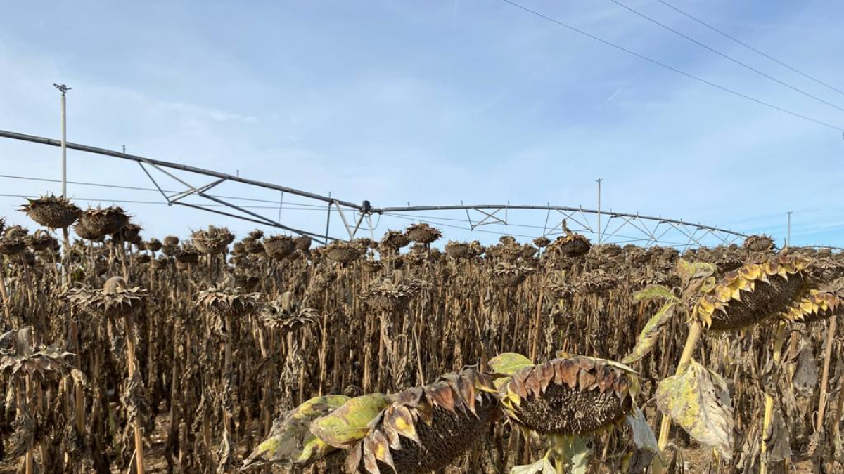 Campos de girasoles en la zona de la Saira. - H.C.