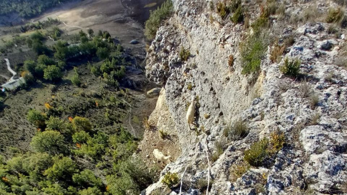 Rescatan dos ovejas en la Clua.