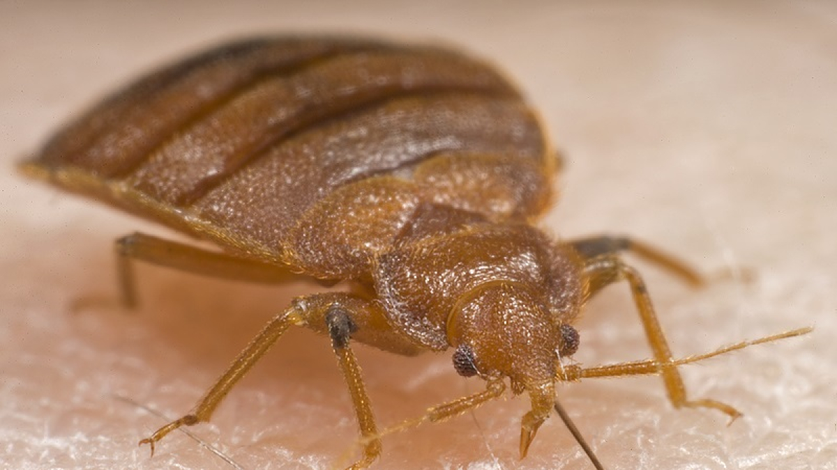 Un ejemplar de chinche.