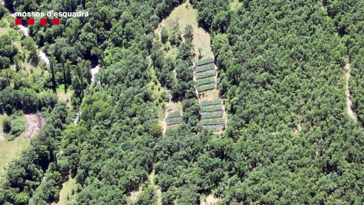 Les plantacions es localitzaven en punts remots del Pirineu català. En les entrades que van dur a terme els Mossos s'hi van trobar nombrosos indicis de l'acticitat il·lícita.