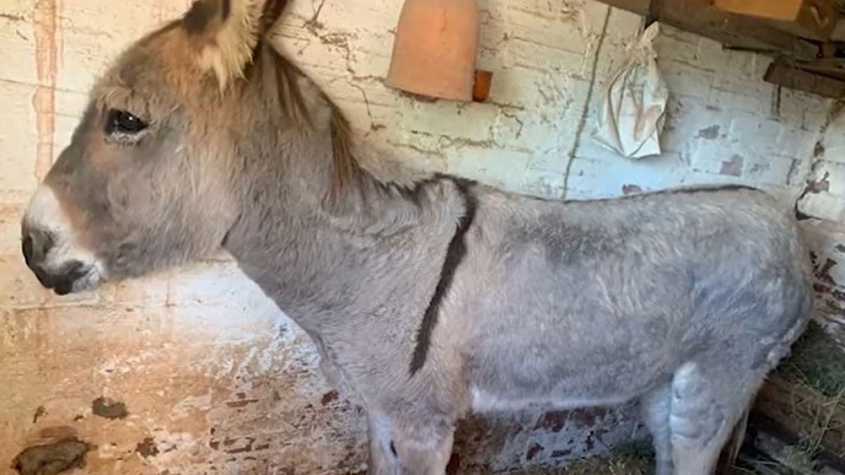 Burro decomissat a Corbera de Llobregat (Barcelona)