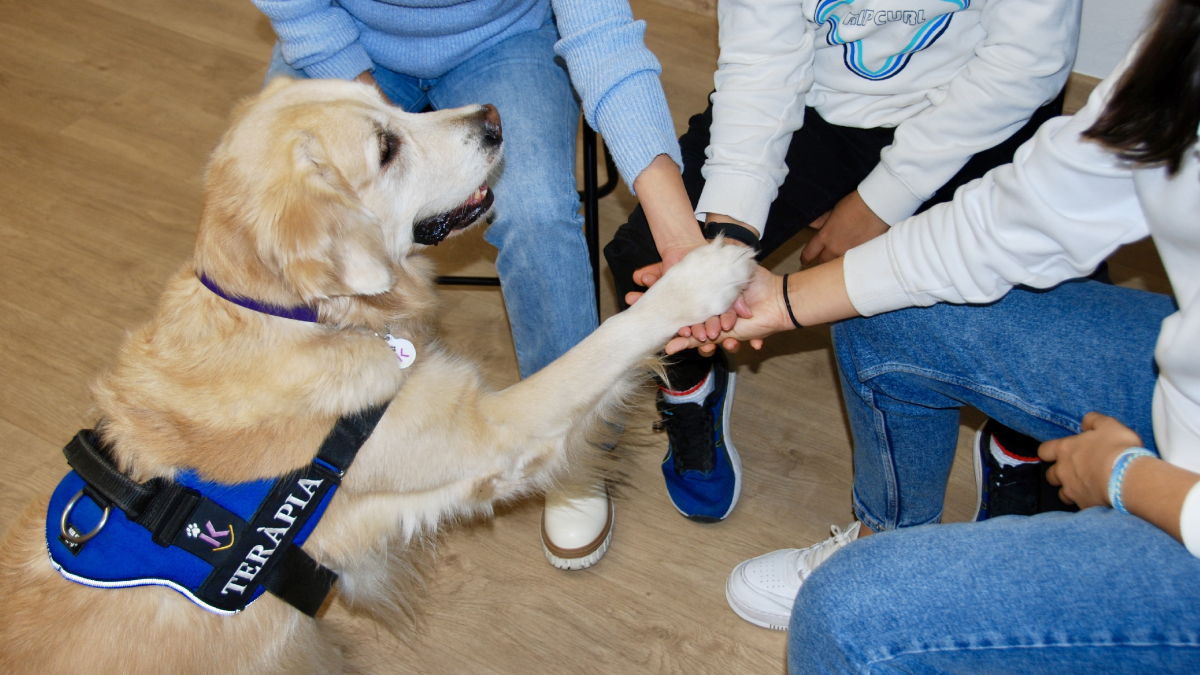 Una de les sessions de la Laika, una golden retriever d’intervenció terapèutica, amb adolescents. - ICS LLEIDA