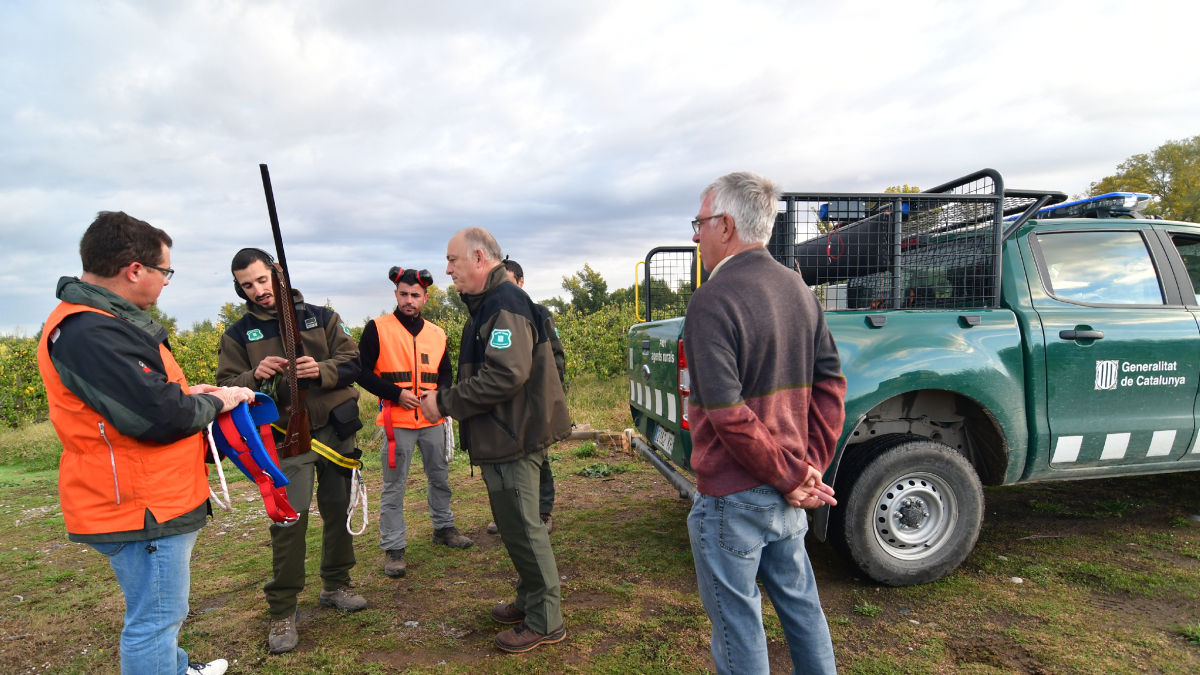 La preparación de una batida nocturna para frenar la proliferación de conejos. - A.R.