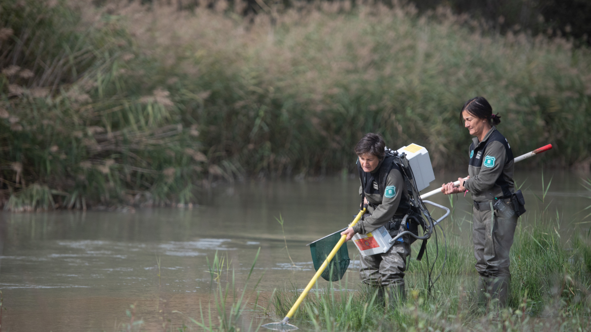 Dos agents rurals es preparen per pescar al riu Noguera Pallaresa a la recerca de peixos invasors