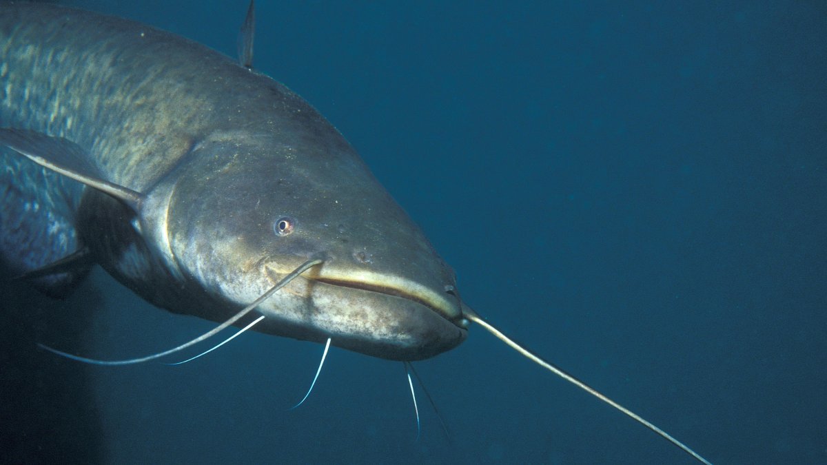 SILUR. Viu a les profunditats dels pantans i es va introduir als anys setanta a Mequinensa per a la pesca esportiva