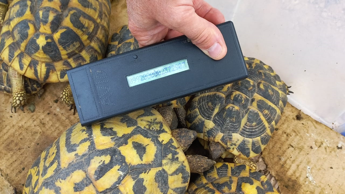 Les tortugues alliberades a les finques porten un xip subcutani per facilitar-ne la identificació i l’estudi.