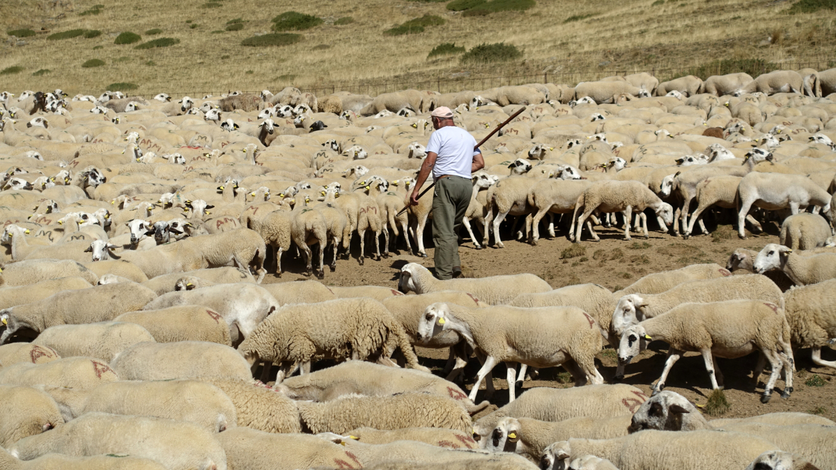Un ganadero escogiendo ovejas con gancho en la montaña de Saurí