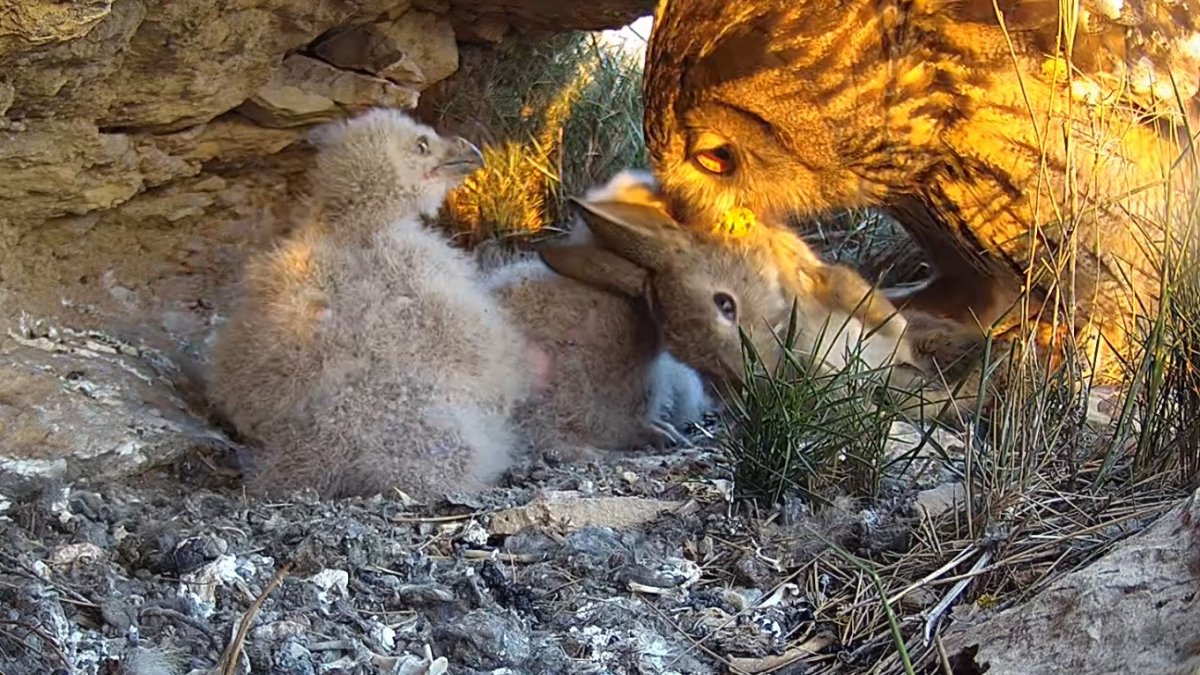 Un gran duc portant aliment a les cries. - ENDDESA/BIRDING NATURA