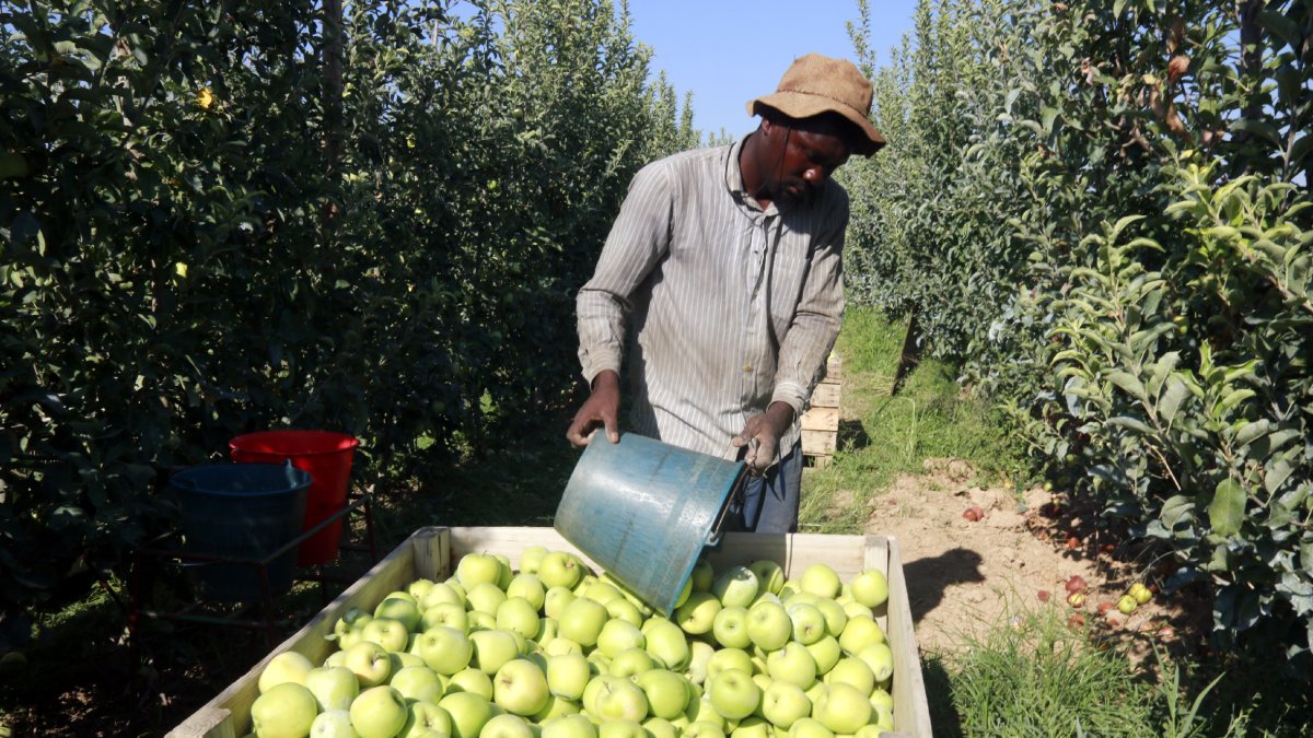 Imagen de cosecha de manzana Golden en una finca de Lleida. - ANNA BERGA/ACN