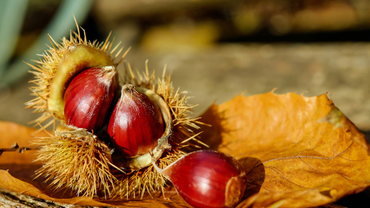 les principals comarques productores de castanyes són La selva, la Garrotxa, el Pla de l’Estany,la Conca de Barberà i Osona