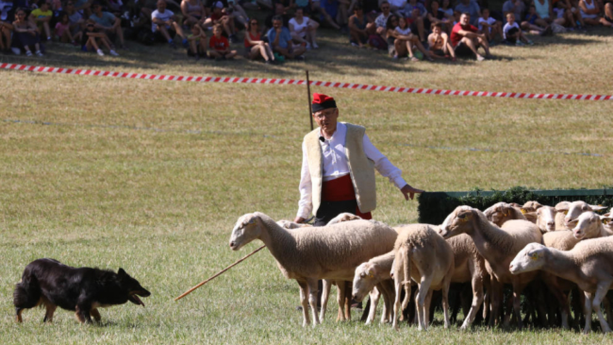'Gossos d'atura' en Lleida TV - LA XARXA