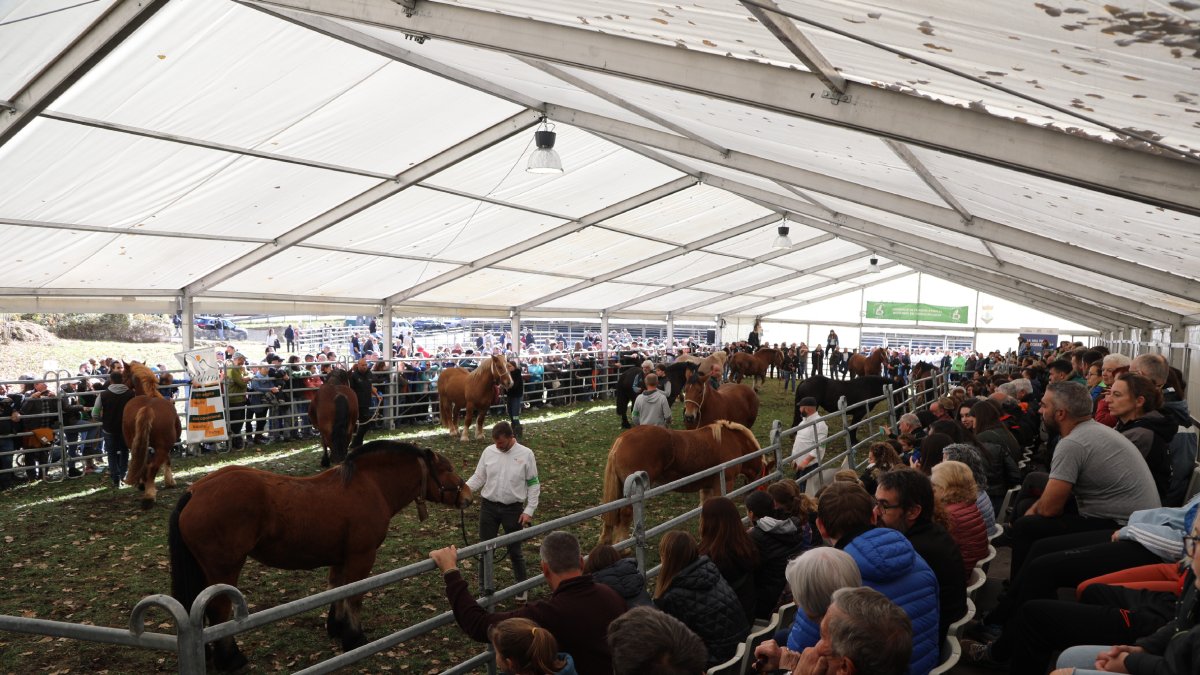 El redil donde desfilaron los caballos desde primera hora. - EDGAR ALDANA