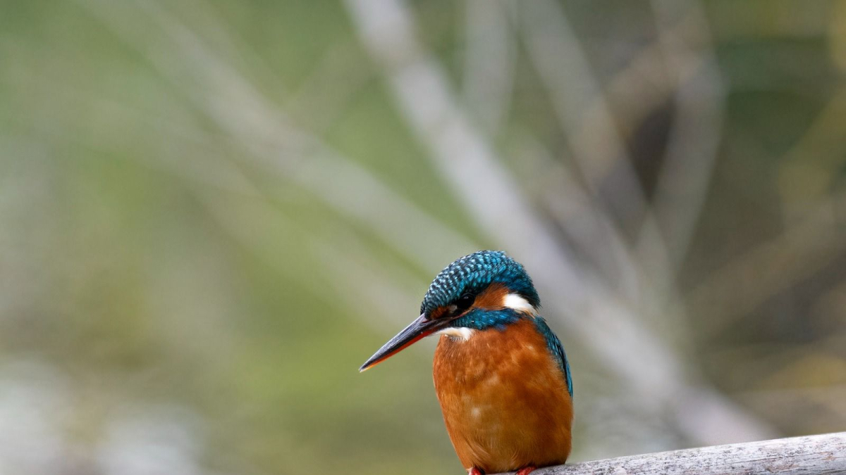 El martín pescador, una de las aves que se pueden ver en Lleida - AJUNTAMENT DE LLEIDA
