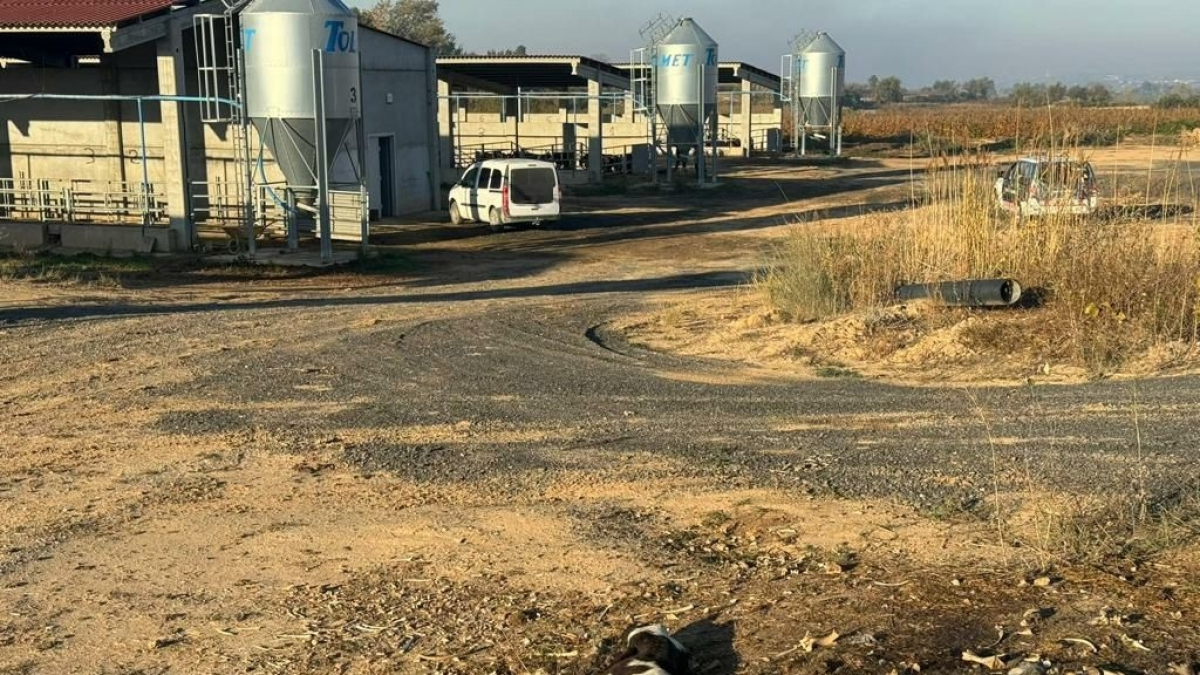 Vedells morts localitzats pels Mossos a l'Horta de Lleida.