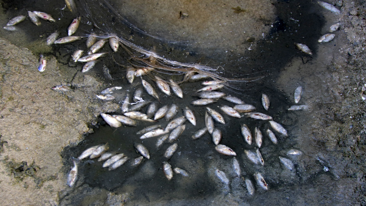 Ipcena denuncia la mort de mig miler de peixos al canal Segarra-Garrigues a les Borges Blanques