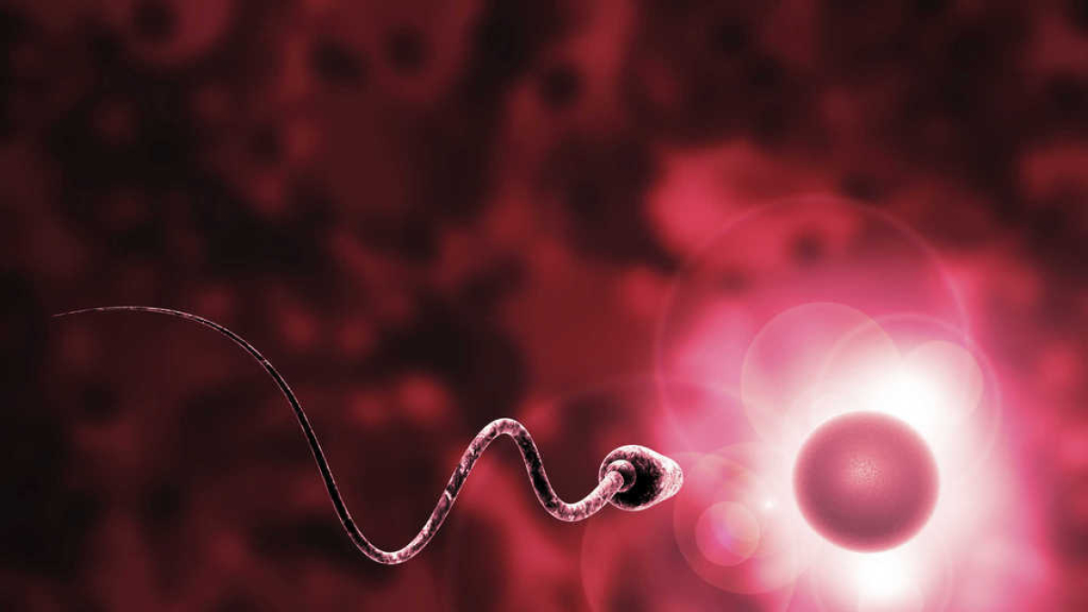 Un espermatozoide que, en cas de ser d'un lleidatà, arribarà més tard del que li tocaria