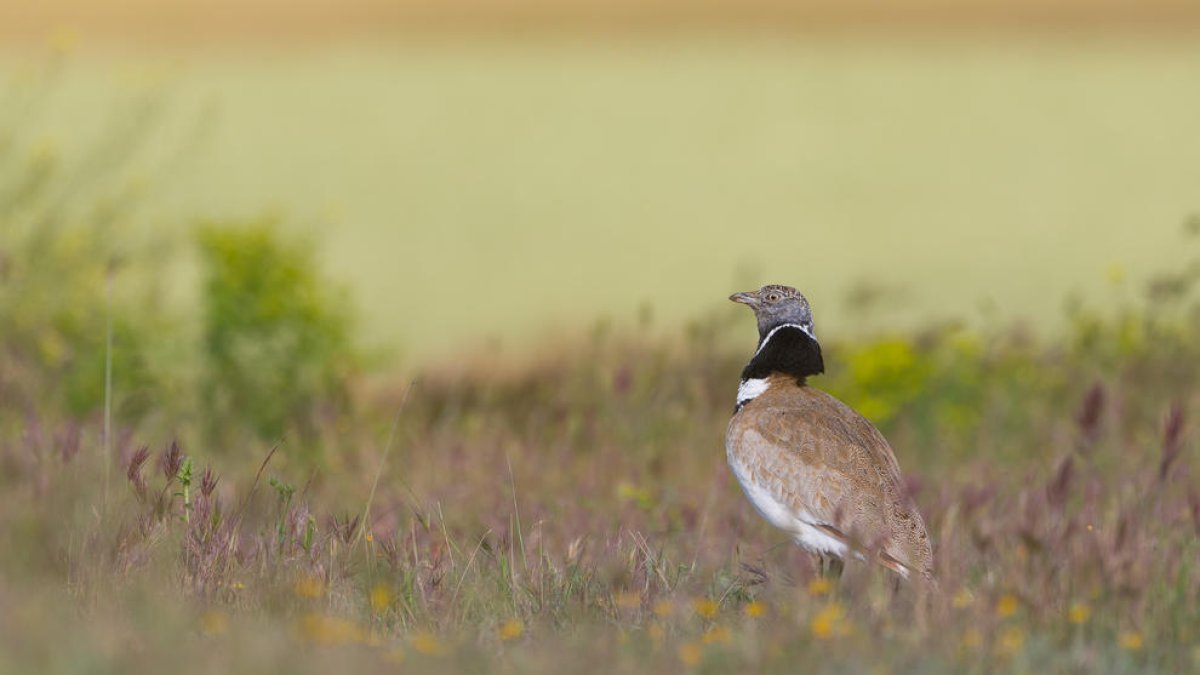 de dalt a baix. Un sisó (Tetrax tetrax), parella de ganga (Pterocles alchata) i un bernat pescaire (Ardea cinerea).