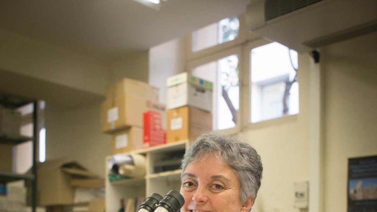 gebut. Excavació al poblat situat a Soses, coetani dels Vilars d’Arbeca, creats aproximadament al segle VII aC.