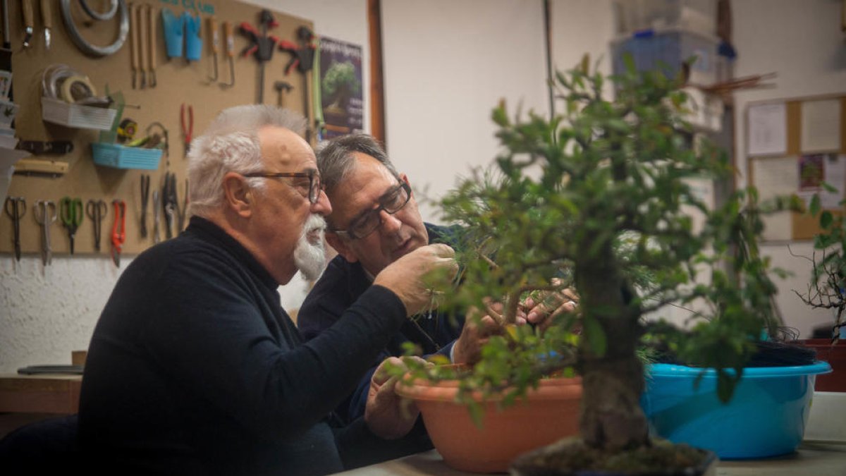 fruita. Sobretot es treballen en bonsai aquelles espècies que fan fruits d’acord amb la mida de l’arbre.