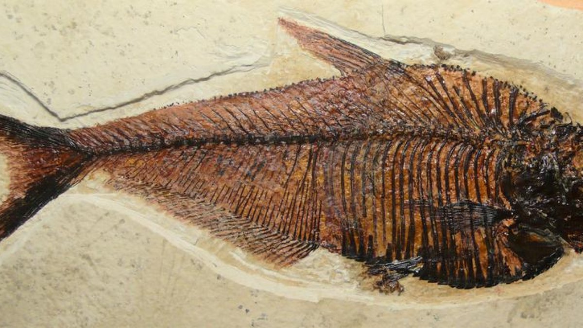 Diplomystus SP.