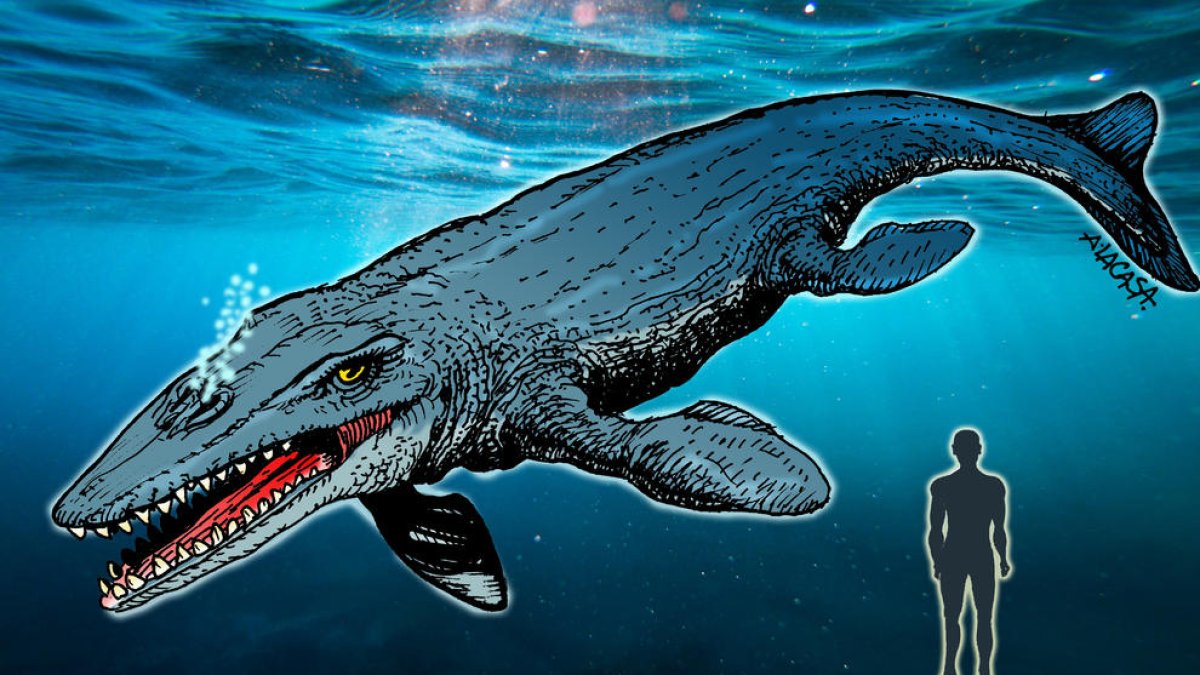 un ‘monstre’. Una de les dents del Liopleurodon.