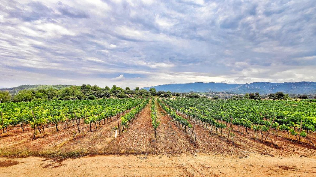 vinya. El celler Mas Blanch i Jové ha plantat en els últims anys set hectàrees més de vinya i ara ja en tenen vint-i-cinc.