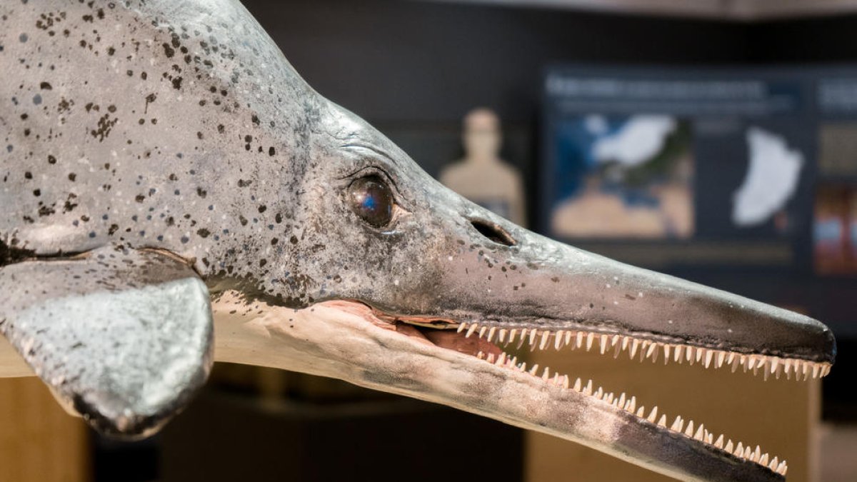La nostra evolució. La mostra del Museu de la Noguera ens explica l’evolució de la vida a les terres de Lleida.