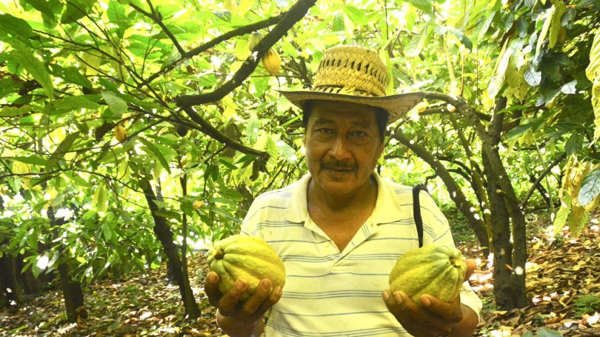 molturació. El procés de barrejar i refinar el cacau amb el sucre dura entre tres i cinc dies i està mecanitzat.
